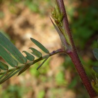 Chamaecrista leschenaultiana (DC.) O.Deg.